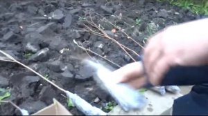 Саженцы растений Русский огород, куплены осенью 2017.