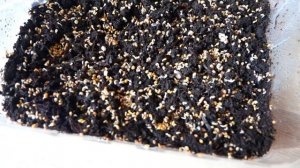 Микрозелень Рукколы. Простой способ выращивания витаминной зелени круглый год