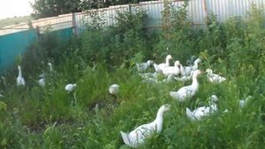 Гуси домашние разведение
