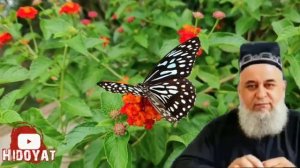 Хочи Мирзо  Барои зани хомиладор 2021