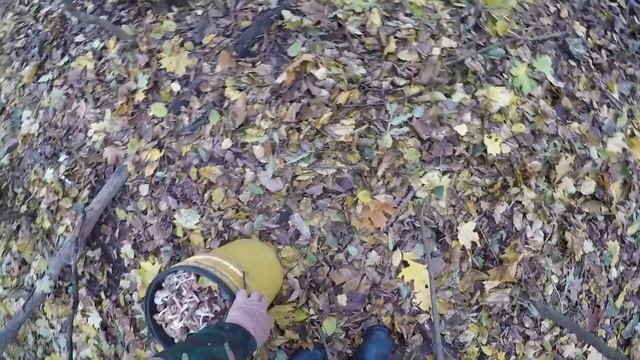 ОПЯТА, ЛЕС, ПРИРОДА, КРАСОТА, СБОР ОПЯТ смотреть онлайн