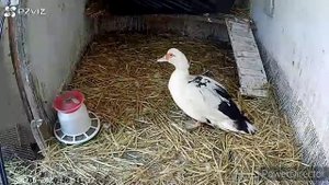 Самый точный метод определения пола мускусного утёнка в суточном возрасте и старше.