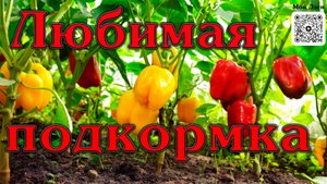 Любимая подкормка перца