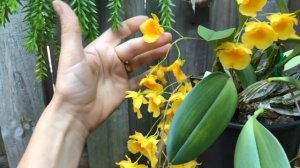 Dendrobium lindleyi  ? цветение и уход