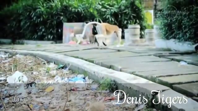 10 СУМАСШЕДШИХ БИТВ ЖИВОТНЫХ СНЯТЫХ НА КАМЕРУ смотреть онлайн