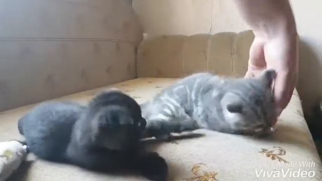 Шотландские котята