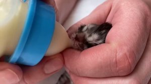 Котенок пьет молоко из бутылочки