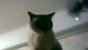 Вызыв рвоты у кота