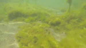 Подводный мир Каспийского моря