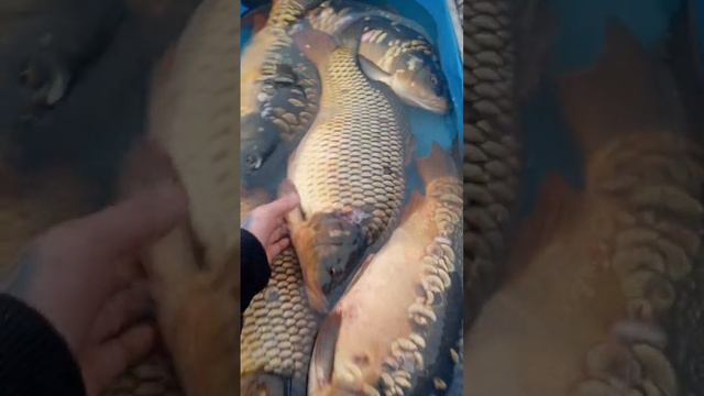 Море рыбы, от карася до кефали с Азовского моря 🇷🇺 #кефаль #fish #живаярыба #bigfish #азовскоеморе