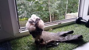 Маленький лунь учится ходить.