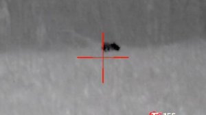 Охота на шакала ночью. Пришёл на вабу. В дали маячил ещё один хищник, но оказалась лиса!