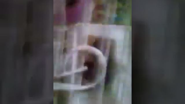 Рождения хомяков смотреть онлайн