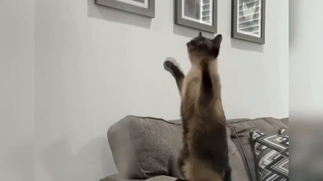 Про милых котиков ??? Кот напугал тигра Кот и увлажнитель воздуха ? смотреть онлайн