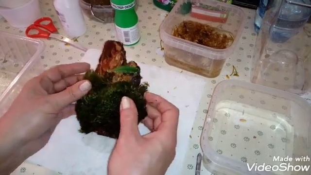 Посадка Орхидеи на Блок | Первый опыт | Мини Орхидея Haraella Retrocalla смотреть онлайн