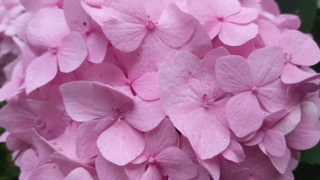 Blaring Blair - Cotton Candy Pink смотреть онлайн