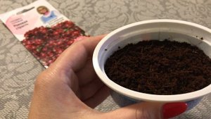 Гвоздика турецкая выращивание из семян 2020. Посев в кокосовый субстрат.