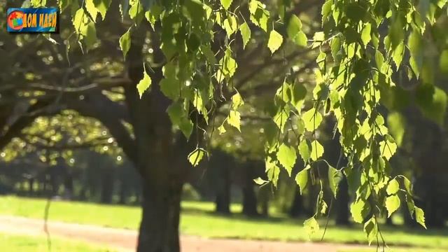 Все что нужно знать о побелке деревьев осенью. смотреть онлайн