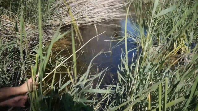 ВОТ ЭТО ДА!!! СУПЕР!!! ПОЙМАЛ НА КРЮЧОК!!! Рыбалка закидушками/ закидушки/ СМОТРЕТЬ ДО КОНЦА!!! смотреть онлайн