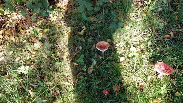 Вспоминаем осень 2022го года. Неизвестные грибы. Германия. Каменц. смотреть онлайн