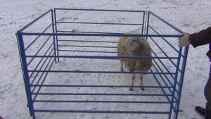 Ограждения для овец, ягнят, коз. Мобильные  и легкие. Быстро собираются и разбираются.