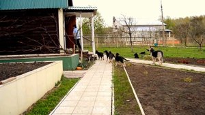 Щенки ВЕО питомника Веолар