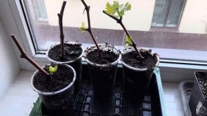 Укоренение черенков винограда. Когда? Как? Зачем?