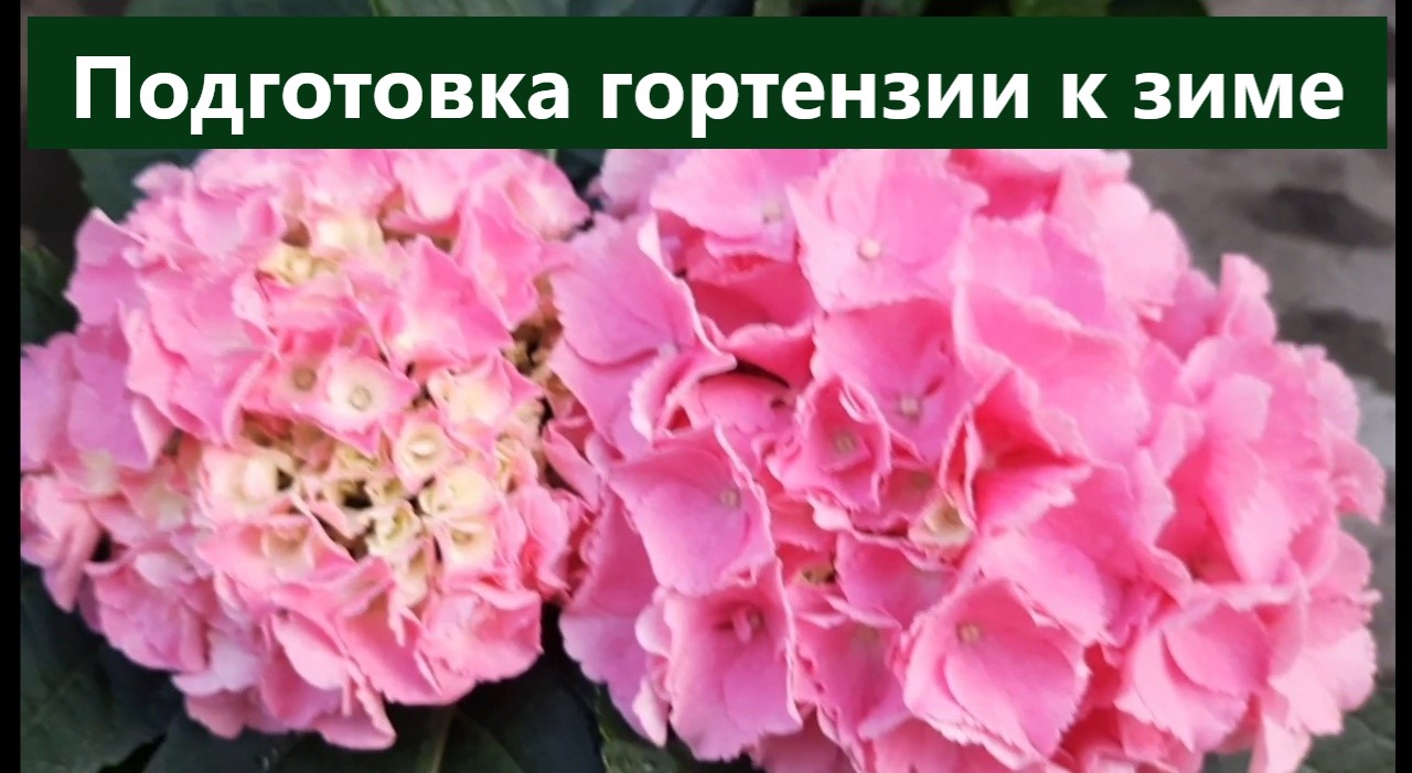 С чего начинается подготовка гортензий к зиме. Отправим наши растения на зимовку здоровенькими.