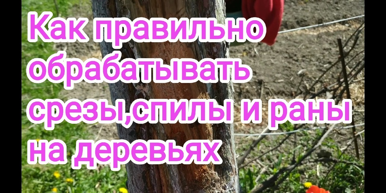 Как правильно и чем обрабатывать срезы,спилы и раны на деревьях ?