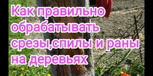 Как правильно и чем обрабатывать срезы,спилы и раны на деревьях ?
