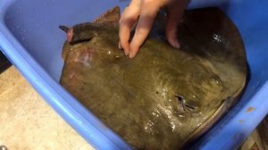 Готовлю рыбу. СКАТ. 
Все ЗА и ПРОТИВ...