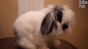 5 популярных мифов о кроликах
