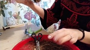 КОМНАТНЫЙ ГРАНАТ  ИЗ КОСТОЧКИ* ОБРЕЗКА КОРНЕЙ