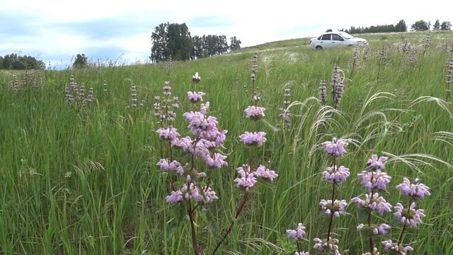 В поля за лесной клубникой, 19 июня, природа Южного Урала смотреть онлайн