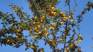 Алыча крымская