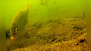 Интересные факты о Карасе