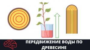 Стебель  Передвижение воды по древесине Опыт