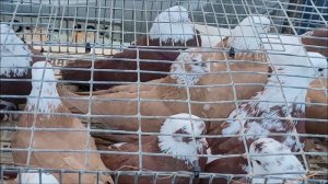 Сельские голуби. 13 02 2022 года, птичий рынок, ярмарка голубей, г Светлоград .