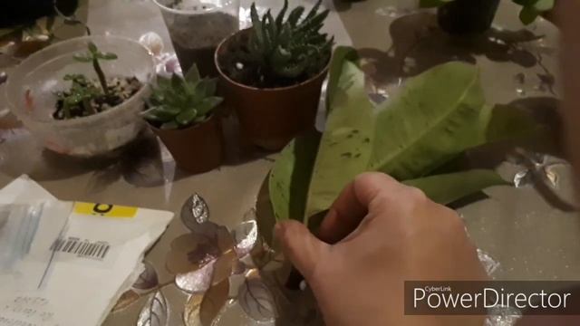 Немного моих цветулёчков смотреть онлайн