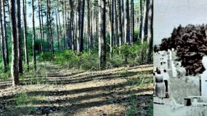 Парк 40-летия ВЛКСМ в Ульяновске. Июль, 2022