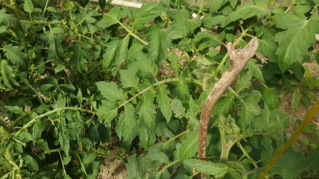 Скручивание верхушек томатов, мельчание листьев-потрясающий результат подкормки сульфатом магния. смотреть онлайн