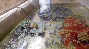 Самка Австралийского Рака не икрится, что делать???