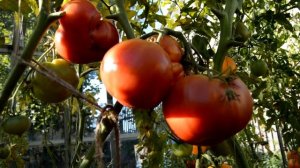 Сорт - "646". Томаты от Фёдора.