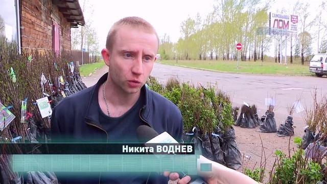 Саженцы