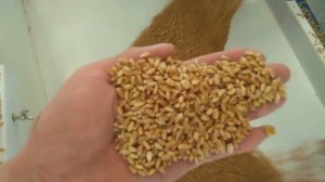 Универсальная зерноочистительная машина 5XFZ-15BX