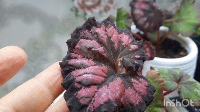 Обзор декоративно лиственных бегоний. Перевалка в больший объем. смотреть онлайн