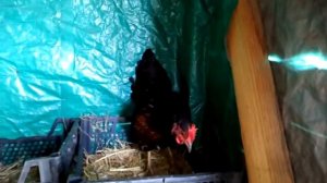 Курица кудахтает