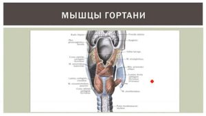 Гортань: строение, функции, кровоснабжение, иннервация, регионарные лимфаузлы