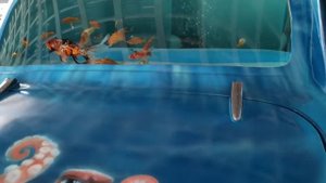 Аквариум-мобиль в Ялте