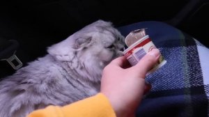 24 часа В МАШИНЕ С КОТАМИ в ГРОЗУ! ЗАГЛОХЛИ БЕЗ БЕНЗИНА!